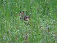Rostratula benghalensis
