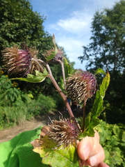 Cirsium kamtschaticum
