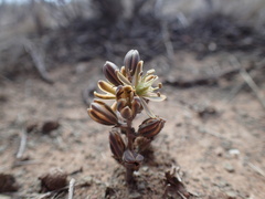 Albuca unifolia