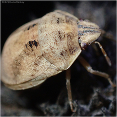 Pachycorinae