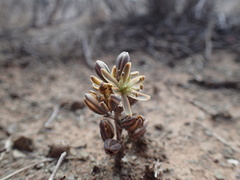 Albuca unifolia