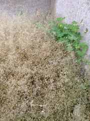 Arenaria serpyllifolia