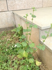 Malva verticillata