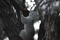 Sciurus arizonensis