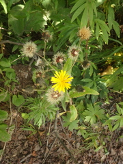 Picris japonica kamtschatica
