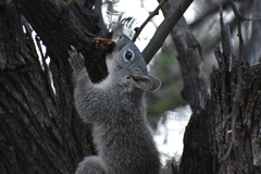 Sciurus arizonensis