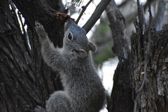 Sciurus arizonensis