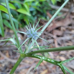 Eryngium ovinum