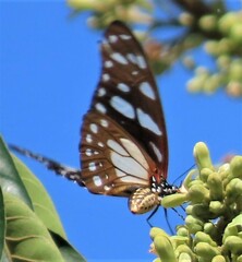 Graphium leonidas
