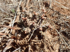 Euphorbia arida