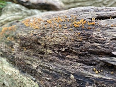 Calocera cornea