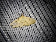 Patania chlorophanta