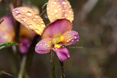 Diuris longifolia