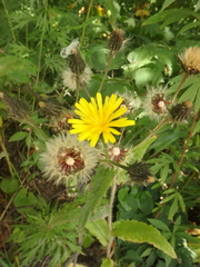 Picris japonica kamtschatica