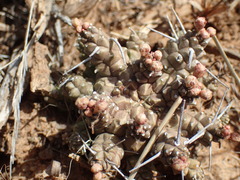 Euphorbia arida
