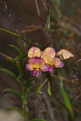 Diuris longifolia