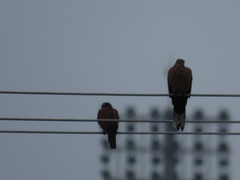 Streptopelia tranquebarica