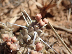 Euphorbia arida