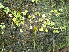 Ranunculus hederaceus