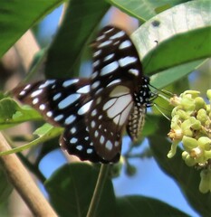 Graphium leonidas