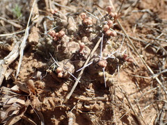 Euphorbia arida