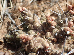 Euphorbia arida