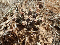Euphorbia arida