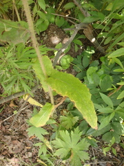 Picris japonica kamtschatica