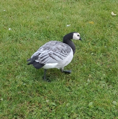 Branta leucopsis
