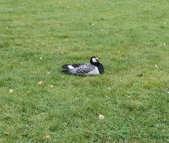Branta leucopsis