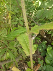 Picris japonica kamtschatica