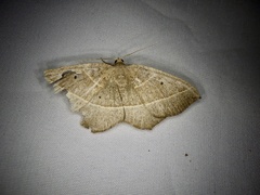 Rhynchobapta cervinaria