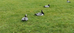 Branta leucopsis