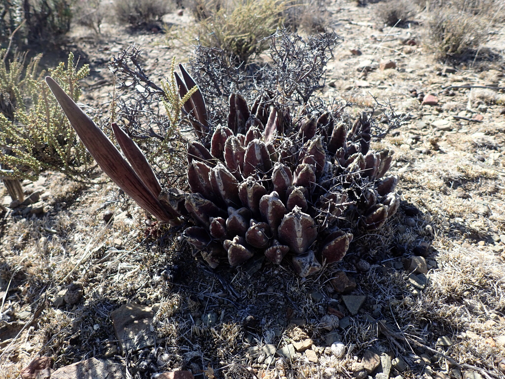 Stapelia grandiflora Masson 3