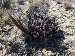 Stapelia grandiflora
