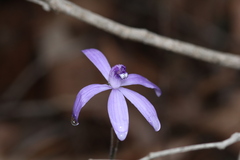 Cyanicula sericea