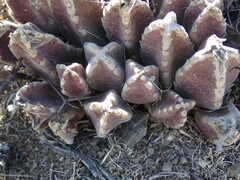 Stapelia grandiflora