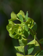 Euphorbia amygdaloides