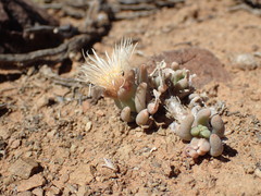 Mesembryanthemum resurgens
