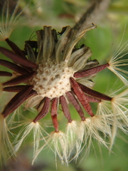 Picris japonica kamtschatica