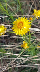 Xerochrysum viscosum