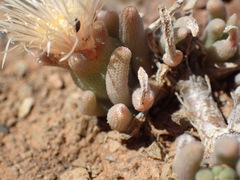 Mesembryanthemum resurgens