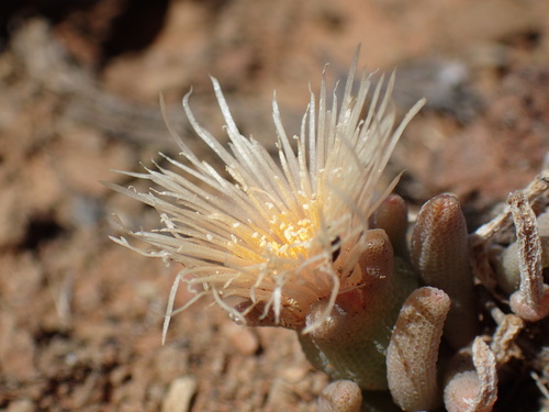 Image of Gross Dropfig (Mesembryanthemum grossum) by (c) Mahomed Desai, some rights reserved (CC BY)