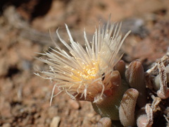 Mesembryanthemum resurgens