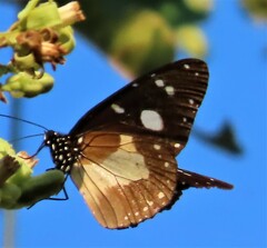 Amauris albimaculata