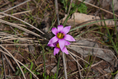Romulea minutiflora