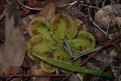 Drosera squamosa