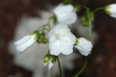 Drosera pallida