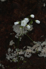 Drosera pallida