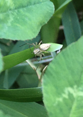 Oxyopes
